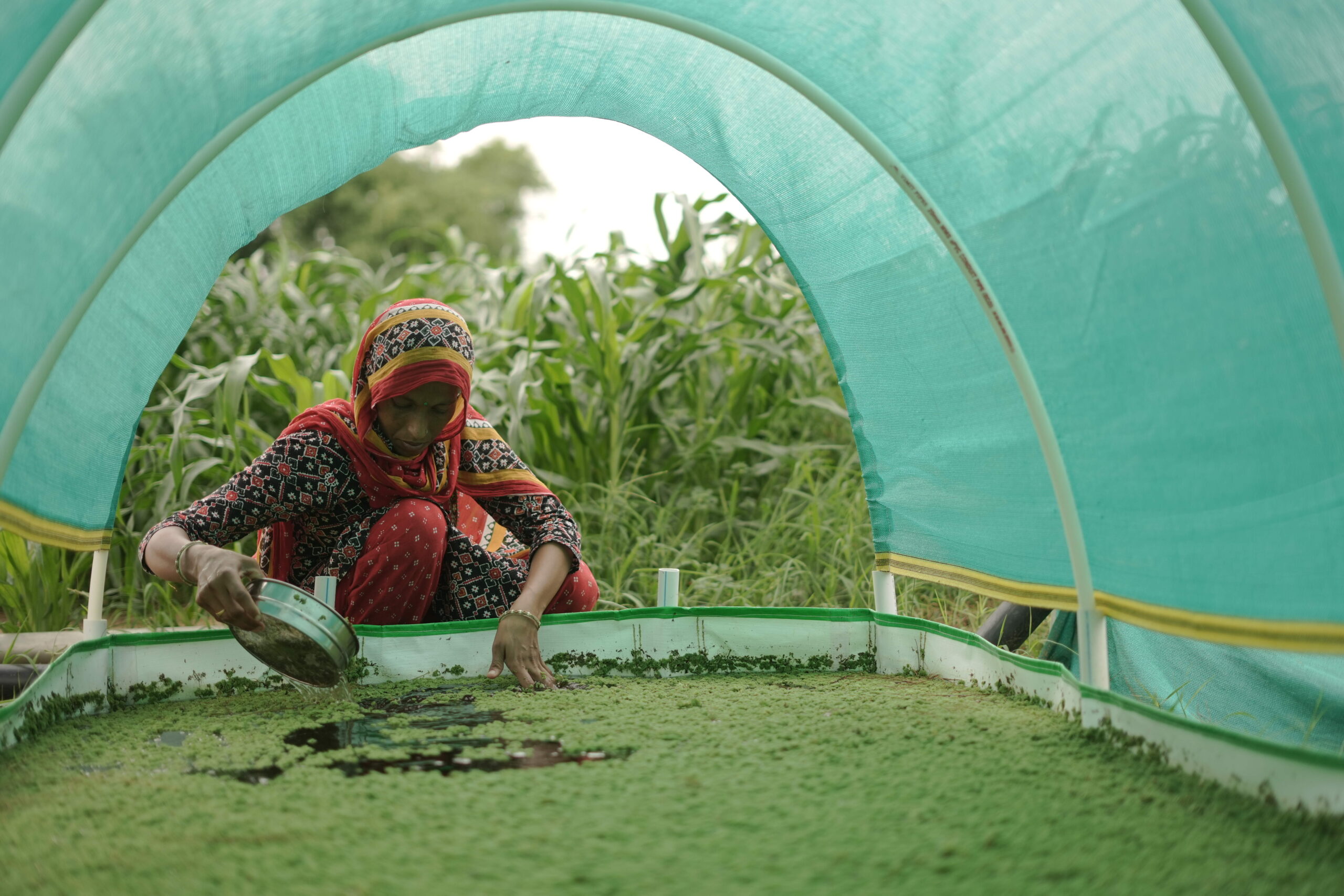 Azolla Bed Tarpaulins Manufacturers