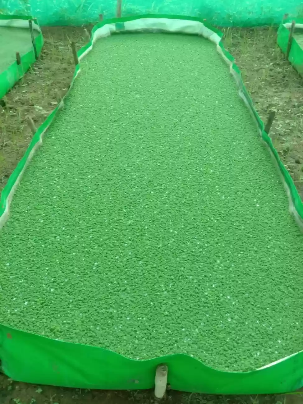 Azolla Bed1