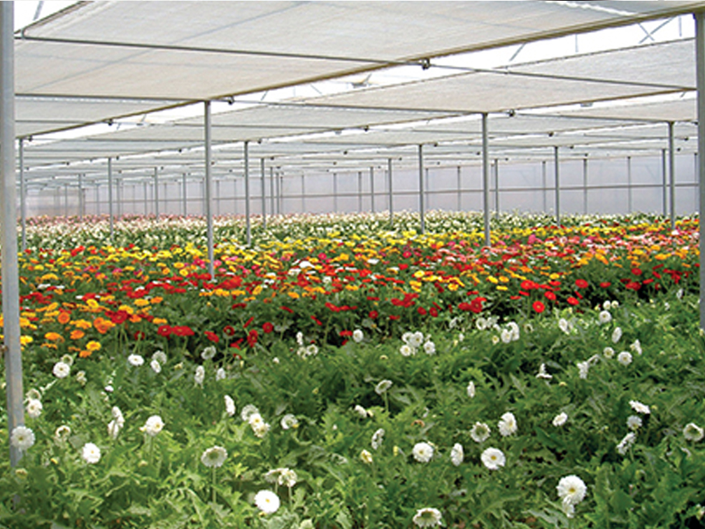 Green House & Shade House2