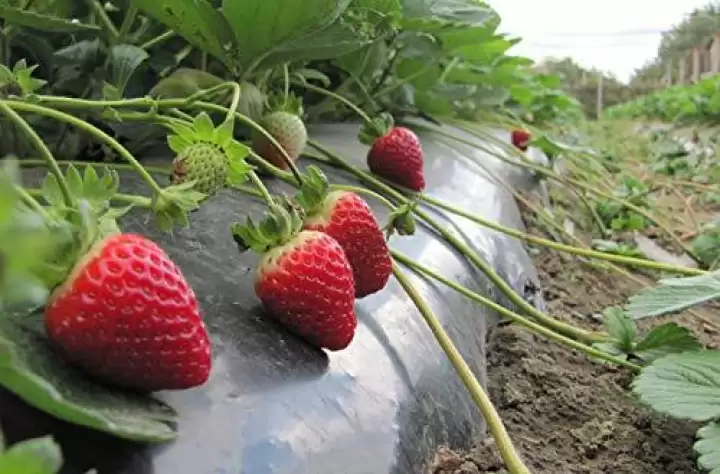 Mulching Film Construction Net2